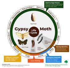 Gypsy Moth City Of London
