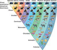 Topic 5 3 Classification Of Biodiversity Amazing World Of
