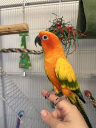 Birds for Adoption Near 07731, NJ ...
