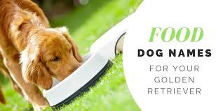 Over 180 Golden Retriever Names For Your Beloved Pup Pethelpful