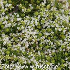 Die laubblätter sind meist umgekehrt eiförmig, breit spatelförmig bis nahezu kreisförmig. Stauden Stade Versand Shop Thymus Serpyllum Gregor S Weisse Sand Thymian Teppich Thymian Hier Bestellen