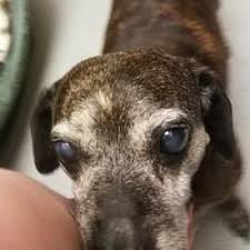 Check spelling or type a new query. Pin By Lisa Fagan On Weiner Dogs Dachshund Mix Kitten Adoption Pets