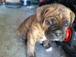 Purebred Brindle Boxer Puppies For Sale In Arboga California Classified Americanlisted Com