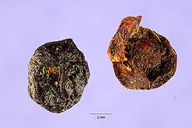 Image result for Rauvolfia vomitoria