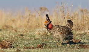 The lesser prairie chicken is dying. Kansas experts say the last of the  prairie will go with it.