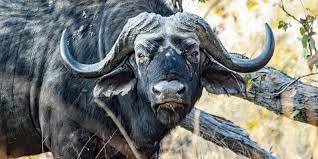 Khwai bush camp, moremi game reserve, botswana. Moremi Wildlife Reserve Unterkunft Aktivitaten Und Sehenswurdigkeiten