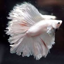 Pin By Catherine Murphy On Beautiful Betta Fish Betta Fish Fish Betta