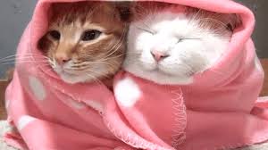 Compilation of cat gifs, most of them are domestic cats and two are wild cats. A Day In The Life Of Teachers As Told By Cat Gifs Weareteachers