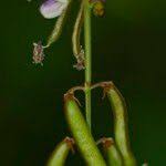 Image result for Tephrosia noctiflora