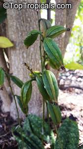 Image result for Oeceoclades maculata