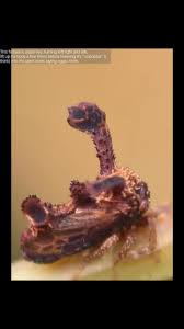 Image result for Setaria homonyma