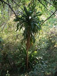 Image result for Dracaena laxissima