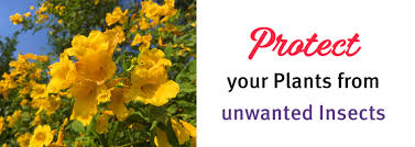 Brittlebush is very common along most hillsides, so brilliant displays can be found in almost any corner of the arizona desert. How To Protect Your Arizona Plants From Unwanted Insects Arizona Summerwinds Nursery