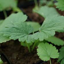 Image result for Leonurus japonicus