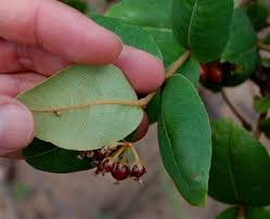 Image result for Psorospermum febrifugum