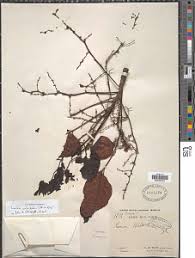 Image result for Lannea welwitschii