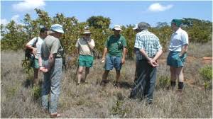 Image result for Faurea wentzeliana