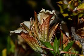 Image result for Blepharis