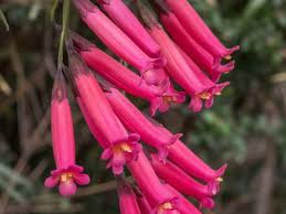 Image result for Iochroma