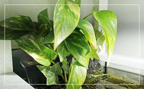 We did not find results for: Pothos Plant In Aquariums 5 Benefits Growing Tips