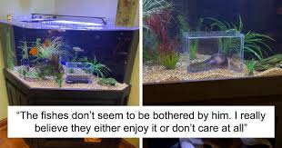 My Clownfish Seems Lonely Or Bored (15 Gallon) | Reef2Reef Saltwater And  Reef Aquarium Forum