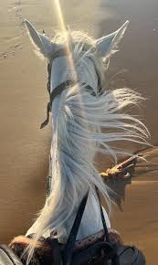 Horses🐎. (@_ArabianHorse)  X