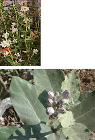 Image result for Parquetina calophylla