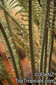 Image result for Cyphia mazoensis