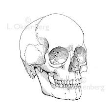Skull Line Drawing Google Search Sugar Skull Drawing Skull Drawing Skull