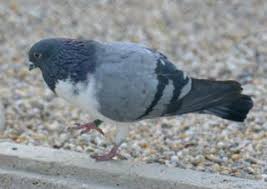 View budapester in berlin view budapester in hamburg. Www Zootierliste De