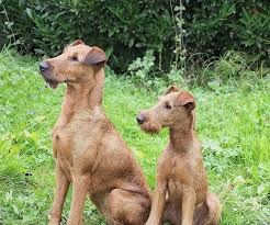 Image result for irský teriér