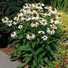White Swan Purple Coneflower Finegardening Echinacea Purpurea Echinacea Plants
