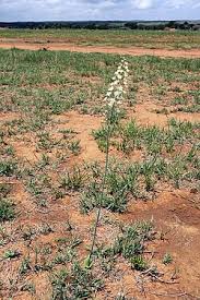 Image result for Eriospermum porphyrium