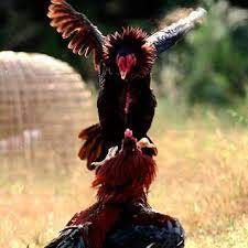 Jual ayam bangkok pukul k.o 2021, pukul saraf, teknik super, kontrol, gancang, cakut, pukul mati, ayam aduan berkulitas 2021 harga terjangkau. Bentuk Ciri Kaki Ayam Bangkok Pukul Mati Ayambangkok Org 2021