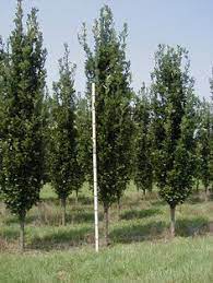 Great for formal accents, or privacy screens & borders in areas where tree width is limited. 84 Columnar Trees For Landscapes Ideas In 2021 Columnar Trees Shrubs Trees And Shrubs