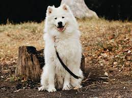 samoedskaya sobaka samoyed dogs animals husky