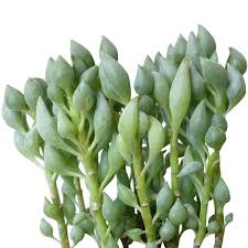 Image result for Senecio propior