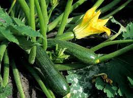 Dot with 1 tablespoon of butter cut into small bits and bake for. Zucchini Anbauen Beliebtes Gemuse Aus Dem Eigenen Garten Gemusegarten Und Krauter Garten