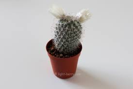 They are cute, weird, and completely irresistible, making them just the perfect choice in adding a bit of pep and beauty to your space. 9 Things That Make Me Happy Lightberry