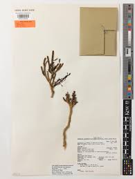 Image result for Arthraerua leubnitziae