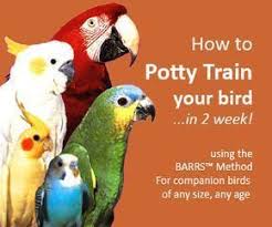 How To Potty Train A Bird Birds Parrots Pet Bird Cage Pet Birds Parrot Toys