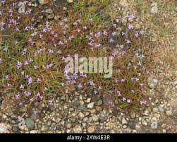 Image result for Murdannia semiteres