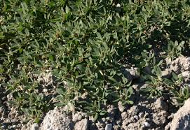 Image result for Zaleya