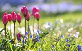 Download the perfect #flower #scenery pictures. Beautiful Scenery Flower Wide Screen Wallpapers Hd Spring Flowers Images Wallpaper Nature Flowers Spring Flowers Background