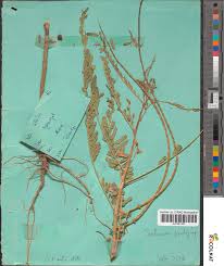 Image result for Sesbania pachycarpa