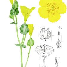 Image result for Sebaea junodii