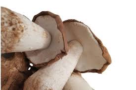 FUNGHI