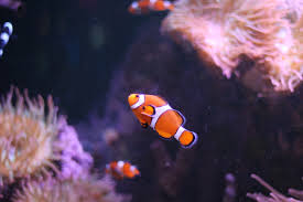 ocellaris clownfish wikipedia