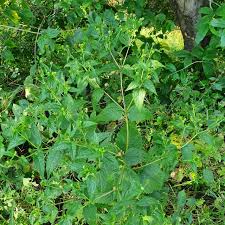 Image result for Blainvillea acmella