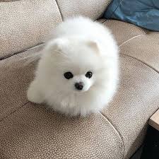 Check spelling or type a new query. Pomeranian Puppy For Adoption For Sale Labeb Open Souq
